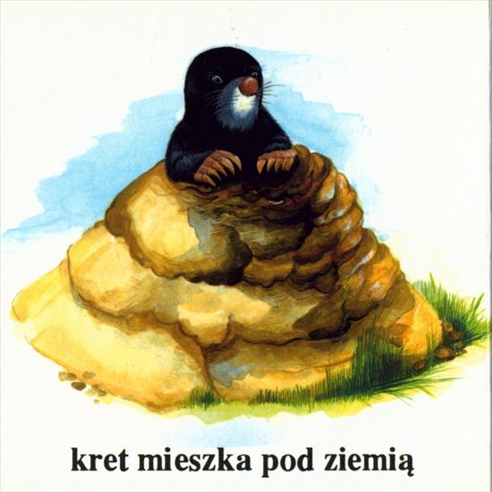 Domy zwierząt - kret i norka.jpg