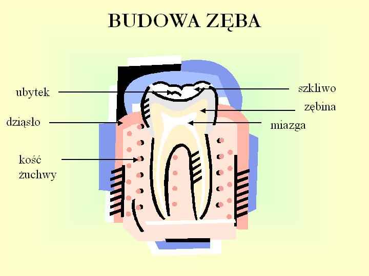 szkoła podstawowa I - III - schemat_Budowa_zeba.jpg