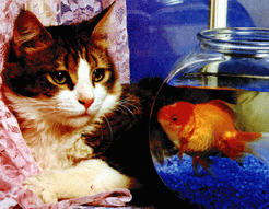 Kotki animacje - catfish.gif