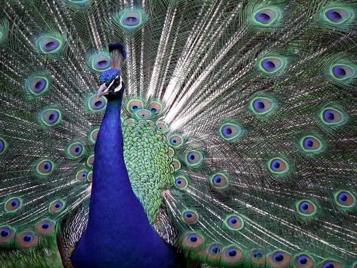 Ptaki - The Colors of Pride, Proud Peacock.jpg