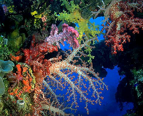 rafa koralowa - rafa-koralowa.jpg