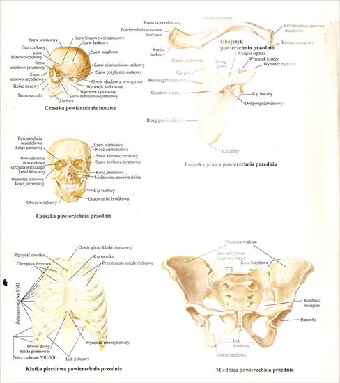 Atlas anatomiczny3 - skanuj0019.jpg