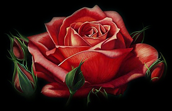 RÓŻE1 - Kwiat - róża 22.jpg