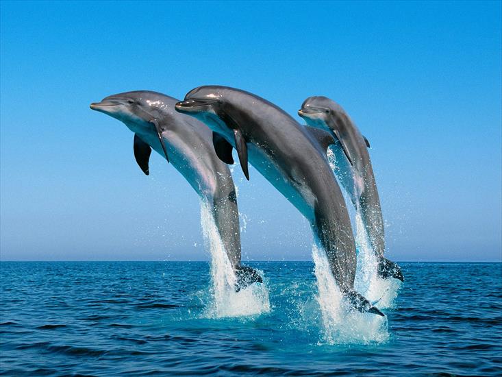 delfiny - Bottlenose Dolphins.jpg