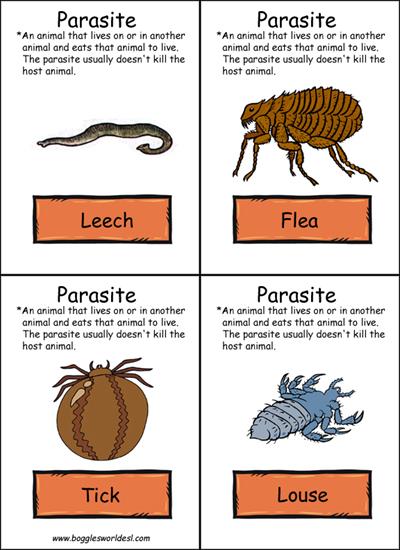 animals - parasites.jpg