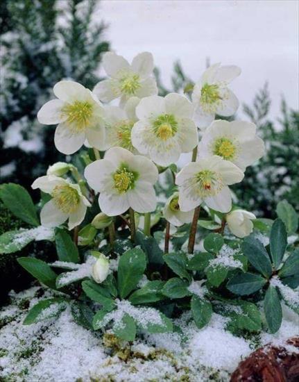 Serduszka, kwiaty - otulone śniegiem - .jpg