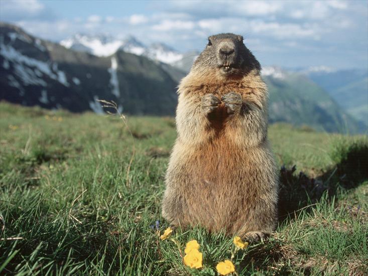 Austria - Alpine Marmot, Hohe Tauern National Park, Austria.jpg