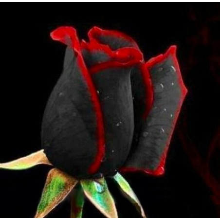 Galeria - Róża czarno -czerwona.jpg