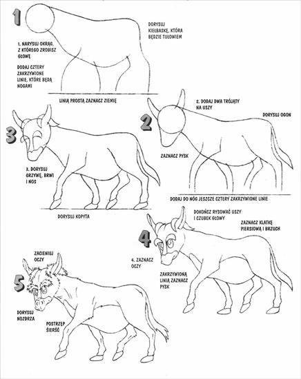 jak to narysować - osio.jpg